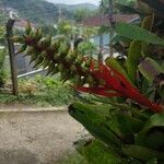 Aechmea nudicaulis Flower