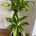 Dracaena fragrans Hostoa