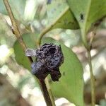 Diospyros samoensis Fruit