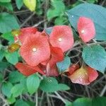 Holmskioldia sanguinea फूल