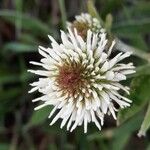 Trifolium montanum Flower