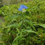 Commelina erectaКвітка