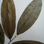 Pseudoxandra cuspidata Egyéb