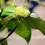 Phlomis russeliana Leht