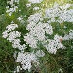 Achillea millefolium Habitus