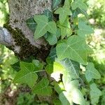 Hedera hibernica Hostoa