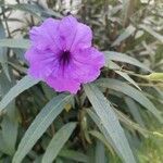 Ruellia simplex花