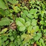 Rubus ferus Folha