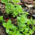 Origanum majorana Blad