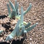 Cheiridopsis denticulata Hoja
