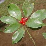 Psychotria chagrensis Плод