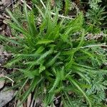 Achillea alpina Хабит