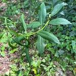 Chromolaena laevigata Leaf