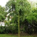 Phyllostachys viridiglaucescens Hábito