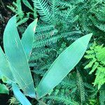 Ceratozamia hildae 整株植物