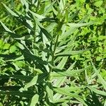 Lithospermum ruderale Leaf