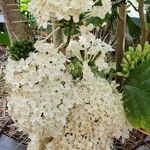 Clerodendrum schweinfurthii Flower