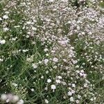 Gypsophila elegans Характер