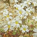 Cerastium apuanum