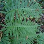 Polypodium cambricumLeaf