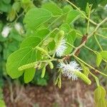 Mimosa caesalpiniifolia Flor