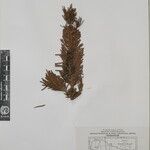 Abies spectabilis Altro