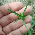 Misopates orontium Leaf