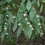 Eustrephus latifolius Habitus