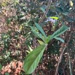 Annona squamosa 葉