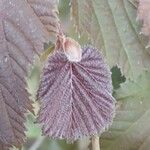 Corylus maxima Blad
