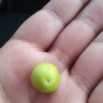 Ziziphus spina-christi Meyve