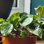 Peperomia argyreiaFeuille