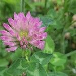 Trifolium pratenseFlower