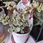 Crassula ovataЛіст