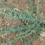 Vachellia tortilis Leaf