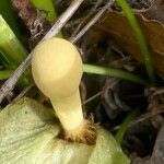 Arum cylindraceum Λουλούδι