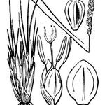 Carex myosuroides Övriga