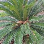 Cycas revoluta Blatt