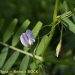 Vicia articulata Kita