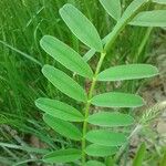 Onobrychis viciifolia Leaf