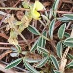 Crotalaria uguenensis Kvet