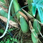 Coelogyne asperata Συνήθη χαρακτηριστικά