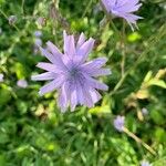 Lactuca macrophylla Fleur