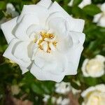 Rosa sempervirens Kwiat