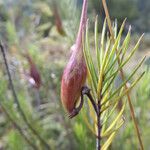 Asclepias linaria Плод