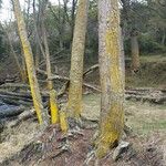 Nothofagus betuloides Bark