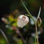 Calochortus albus Кветка