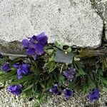 Iris pumila Flor