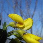 Cytisus arboreus फूल
