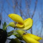 Cytisus arboreus Flor